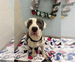 Mutt Dogs for adoption in Brighton, CO, USA