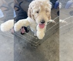 Small Photo #4 Goldendoodle Puppy For Sale in VALENCIA, CA, USA