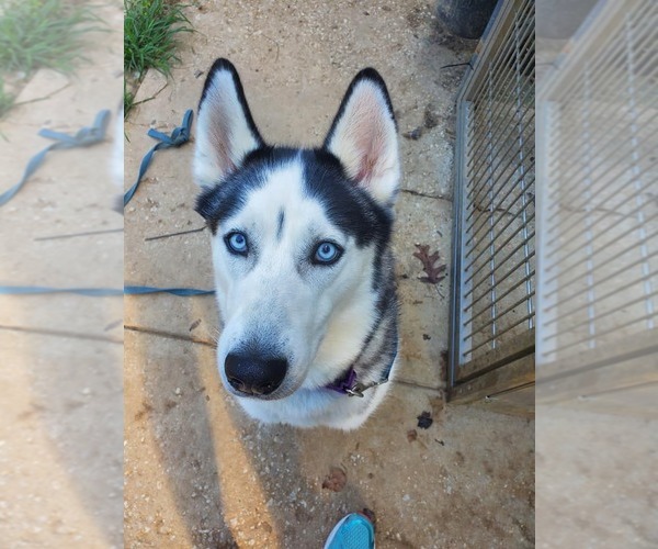 Medium Photo #5 Siberian Husky Puppy For Sale in Severn, MD, USA