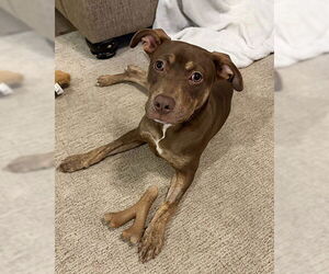 Doberman Pinscher-Unknown Mix Dogs for adoption in Lake Wylie, SC, USA