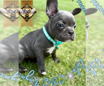 Small #2 French Bulldog
