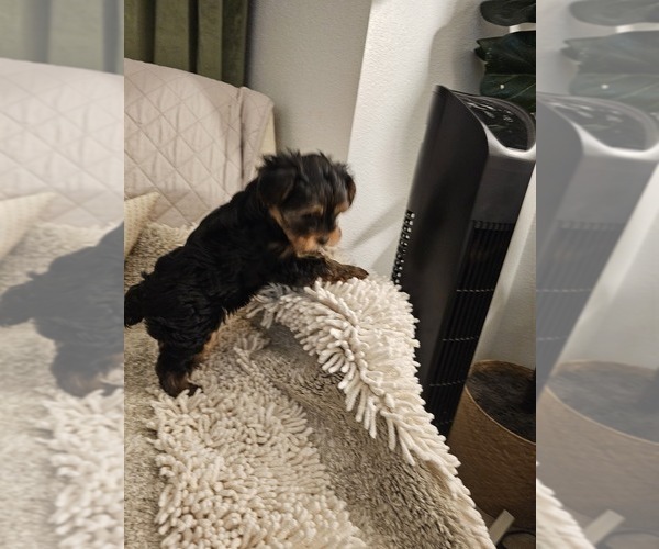Medium Photo #7 Yorkshire Terrier Puppy For Sale in SALEM, OR, USA