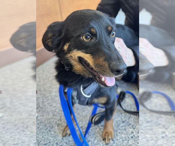 Medium Photo #3 Toy Rat Doxie Puppy For Sale in Greenbelt, MD, USA