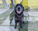 Small #1 Labrador Retriever
