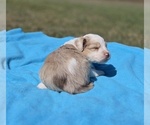 Small #2 Aussiedoodle