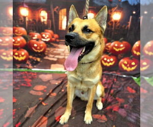German Shepherd Dog-Unknown Mix Dogs for adoption in Long Beach, CA, USA