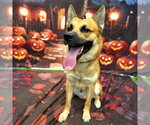 *HIGHTOWER - Male German Shepherd Dog-Unknown Mix Dog for Adoption - Small photo