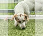 Small #2 Dachshund Mix