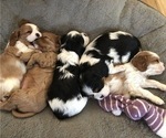 Small Photo #2 Cavalier King Charles Spaniel Puppy For Sale in BOZEMAN, MT, USA