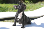 Small Photo #7 French Bulldog Puppy For Sale in HOLLYWOOD, FL, USA