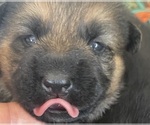 Small Photo #1 German Shepherd Dog Puppy For Sale in KENNESAW, GA, USA