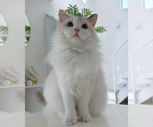 Cavalier King Charles Spaniel Puppy for sale in ADDISON, TX, USA