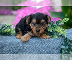 Small #1 YorkiePoo