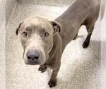 Small #1 American Pit Bull Terrier