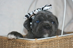 Small Photo #2 Cane Corso Puppy For Sale in MONTVILLE, OH, USA