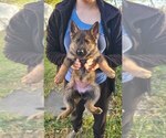 Puppy Denna German Shepherd Dog
