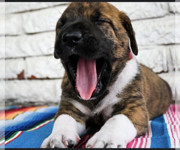 Medium Photo #4 Great Dane-Unknown Mix Puppy For Sale in OKLAHOMA CITY, OK, USA