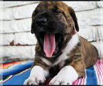 Small #3 Great Dane Mix