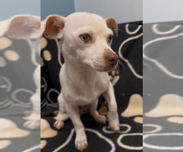 Medium Photo #2 Chiweenie Puppy For Sale in Weston, FL, USA