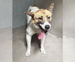 German Shepherd Dog-Unknown Mix Dogs for adoption in San Bernardino, CA, USA
