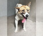 Small German Shepherd Dog Mix