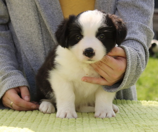 Medium Photo #8 Border Collie Puppy For Sale in BRYANTOWN, MD, USA