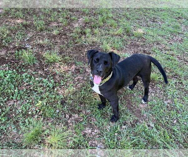 Medium Photo #3 Labrador Retriever-Unknown Mix Puppy For Sale in Rockaway, NJ, USA