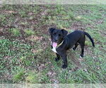 Small #2 Labrador Retriever Mix