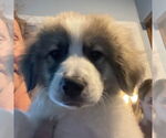 Small Great Pyrenees Mix