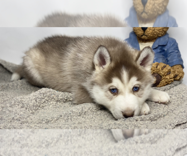 Medium Photo #5 Siberian Husky Puppy For Sale in HESPERIA, CA, USA