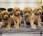 Small Photo #5 Goldendoodle Puppy For Sale in GRANTSVILLE, UT, USA