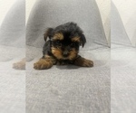Small Photo #3 Yorkshire Terrier Puppy For Sale in SACRAMENTO, CA, USA