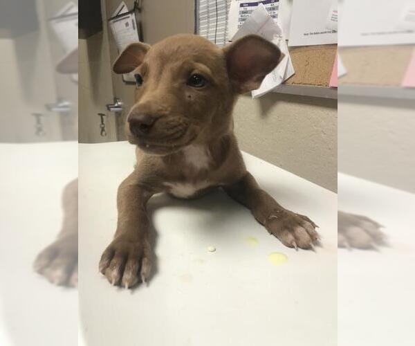 Medium Photo #1 Labrador Retriever-Unknown Mix Puppy For Sale in Conroe, TX, USA