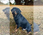 Small #3 Rottweiler