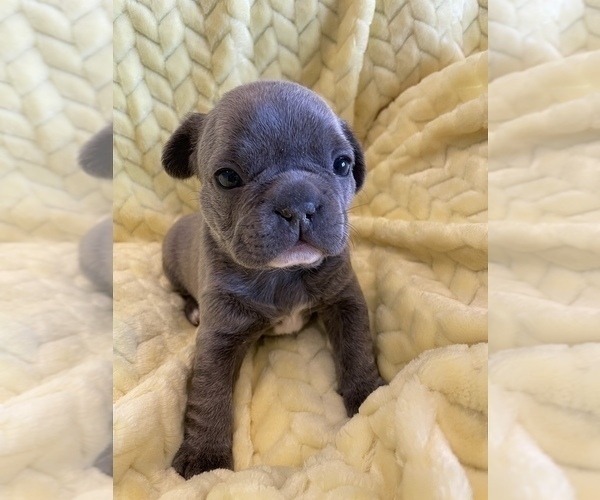 Medium Photo #1 French Bulldog Puppy For Sale in PUEBLO, CO, USA