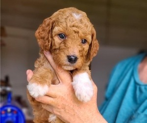 Poodle (Standard) Puppy for sale in WAGENER, SC, USA