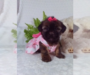 Shorkie Tzu Puppy for Sale in SUGARCREEK, Ohio USA
