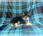 Small #8 Schnauzer (Miniature)
