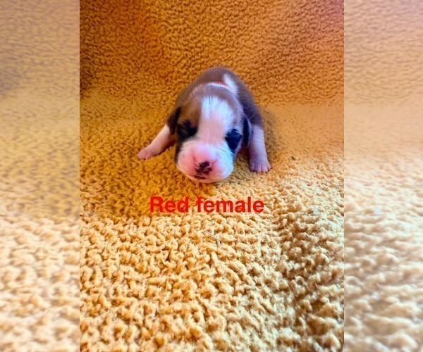 Medium Photo #4 Boxer Puppy For Sale in WALNUT GROVE, MO, USA