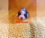 Small #3 Boxer