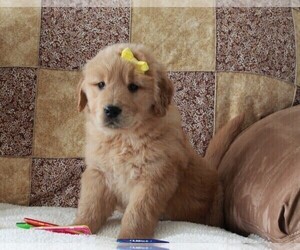 Golden Retriever Puppy for sale in FREDERICKSBURG, OH, USA