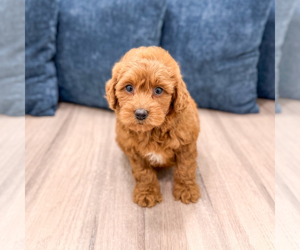 Medium Photo #2 Poodle (Miniature) Puppy For Sale in DUNDEE, OH, USA