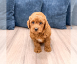 Small #1 Poodle (Miniature)
