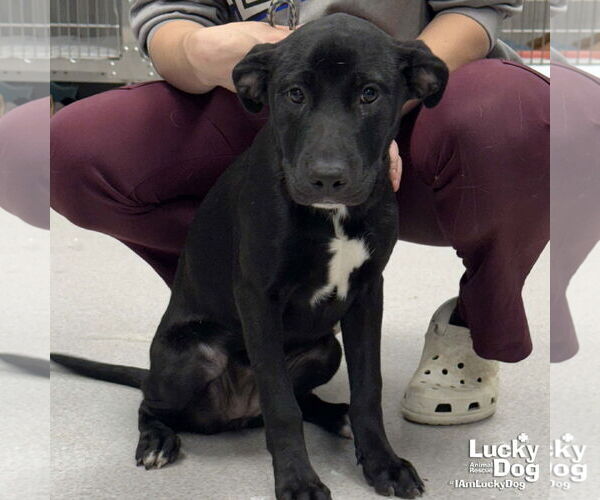Medium Photo #2 Labrador Retriever-Unknown Mix Puppy For Sale in Washington, DC, USA