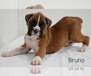 Boxer Puppy for sale in SHIPSHEWANA, IN, USA