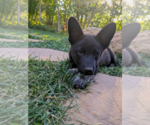 Small #1 Mutt