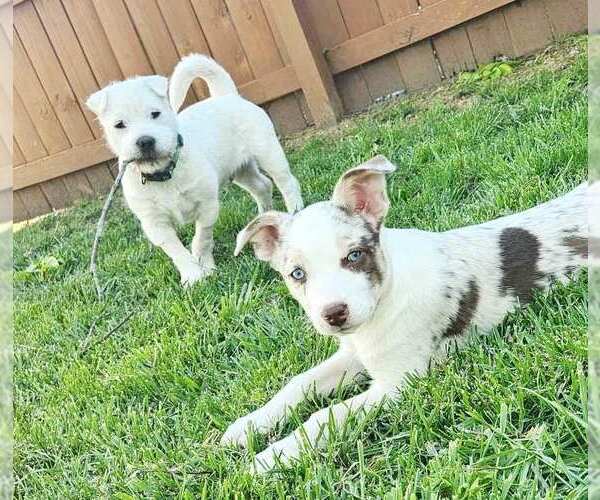 Medium Photo #1 Rus-A-Pei Puppy For Sale in Fultonham, NY, USA