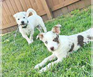 Rus-A-Pei Dogs for adoption in Fultonham, NY, USA
