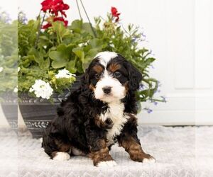 Bernedoodle (Miniature) Puppy for sale in LITITZ, PA, USA