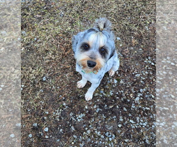 Medium Photo #3 Mutt Puppy For Sale in Aurora, IN, USA